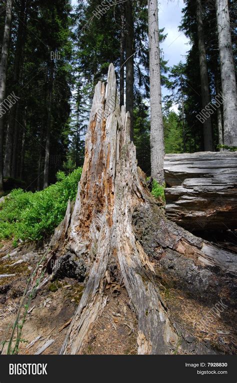 Broken Tree Image And Photo Free Trial Bigstock