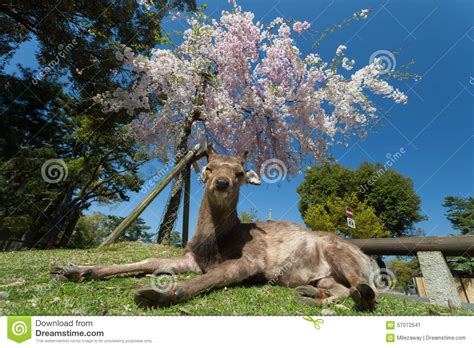 Deer Is Napping Under Blossom Cherry Tree Stock Image Image Of Garden Spring 57072541