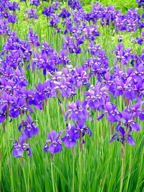 Irises In Bloom Smithsonian Photo Contest Smithsonian Magazine
