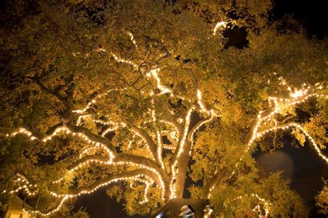 Lighting Of The Old Oak Tree Visit Tri Valley