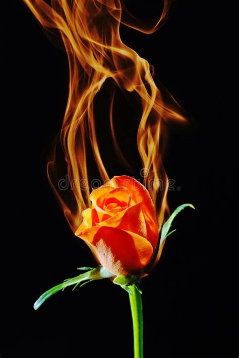 Download now and get ₹ 10 joining bonus. Rose On Fire Royalty Free Stock Images - Image: 24140099