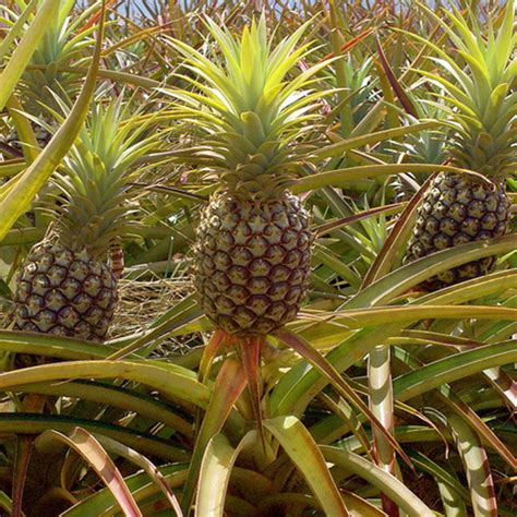 Pine Apple Fruit Plants And Tree Exotic Flora