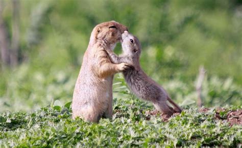 Two Of The Affectionate Prairie Dogs Appear To Share A Kiss Colorado