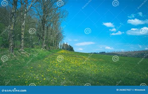Green Field With Flowers And Trees On A Sunny Day Stock Image Image