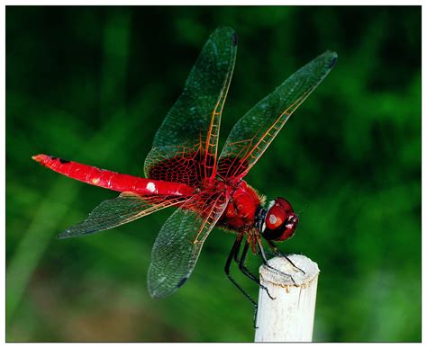 Beautiful Red Dragonfly By Sherman C Photo 15111579 500px