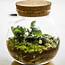 Your One Stop Terrarium Guide All You Need To Know  The Practical Planter