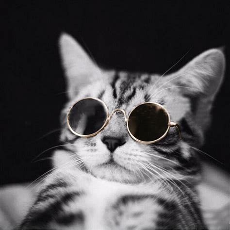 Cute Pet Cat Glasses Uv Sunglasses Protection Eye Wear