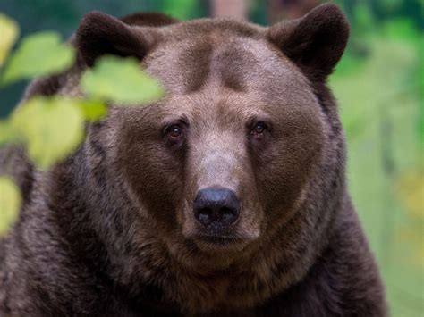 Bear Buries Woman Alive To Eat Her Later The Independent