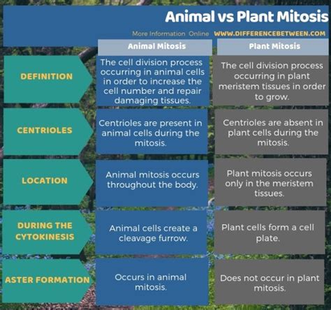 Difference Between Animal And Plant Mitosis Compare The Difference