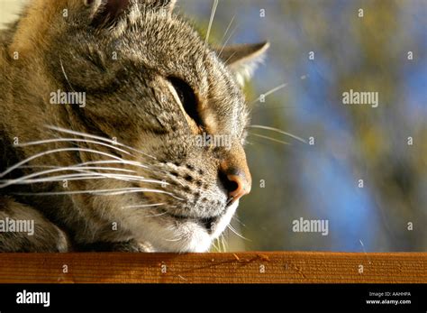 Male Tabby Cat Portrait Stock Photo Alamy