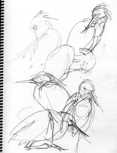 5 Steps To Better Bird Drawing Bird Drawings Bird Sketch Drawings