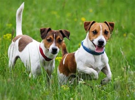 Sotto questa taglia, senza offesa per nessuno, ma non riesco proprio a considerarli cani. Quanto vive un cane - Petingros blog