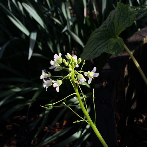 Wasabi grows best in high humidity conditions and does not like dry, hot weather. Wasabi Plant Starts (seedlings) — The Wasabi Store