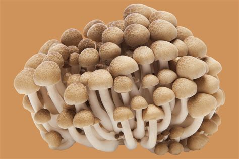 14 Types of Mushrooms and their Uses | Epicurious