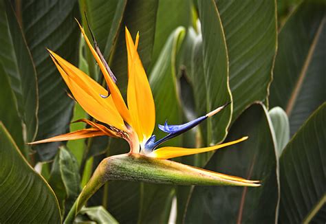 185,000+ vectors, stock photos & psd files. 23 Exotic Flowers in Hawaii | Hawaii.com