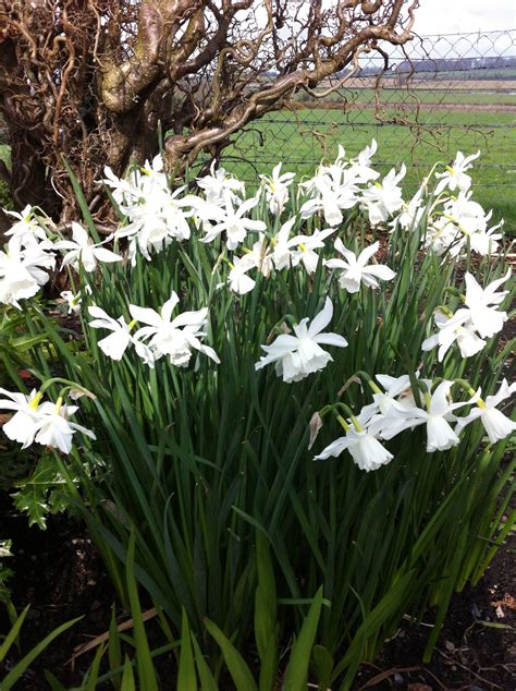 White Daffodils Daffodils Planting Daffodil Gardening White Gardens