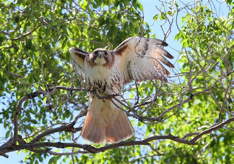 Given below are all the types of commonly known hawks. Red-Tailed Hawks of Wexford: Photos of the female red ...
