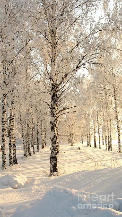 Birch Trees In The Winter Photograph By Zina Stromberg Fine Art America