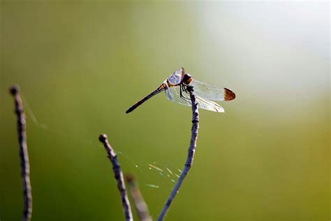 Dragonflies In Japans Imagination Discover By Silversea