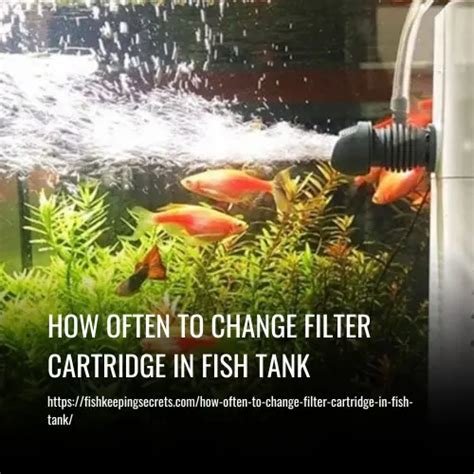 How Often To Change Filter Cartridge In Fish Tank