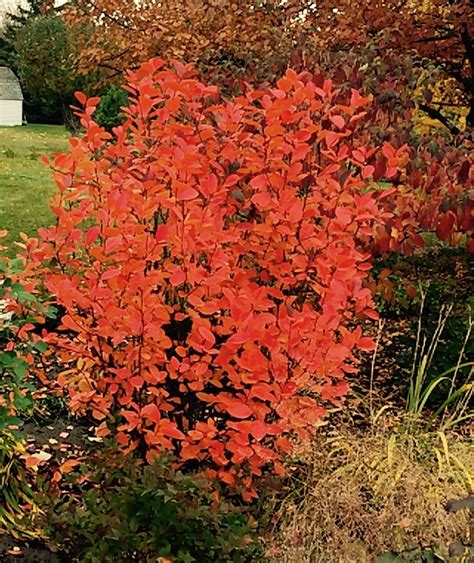 Autumn Magic Chokeberry Landscaping Plants Front Yard Landscaping