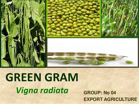 Green gram