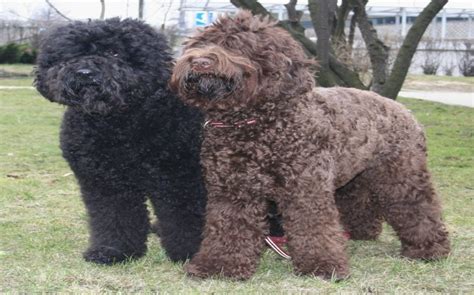 All About Barbet Dog Breed Origin Behavior Trainability Facts