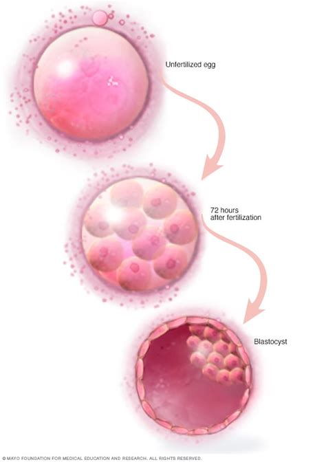 😍 Process Of Conception To Implantation How Soon After Sex Can