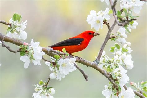 Look Up High To Spot Stunning Scarlet Tanagers Birds And Blooms