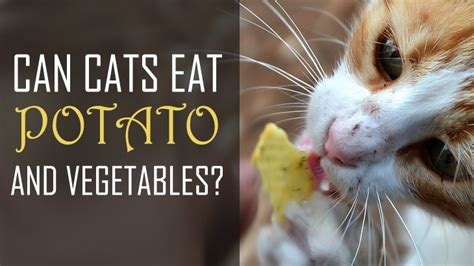 Find out whether your kitten should be eating cats as part of a balanced diet.are boiled or mashed potatoes healthy? Can Cats Eat Potatoes? Are They Healthy And Safe?