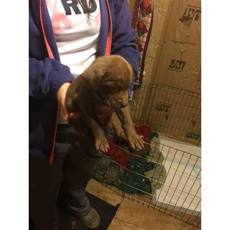 One can get buldog puppies, husky puppies, samoyed puppies etc that from various reason are offered. Free Pitbull puppies - 6 available to good home in Macon ...