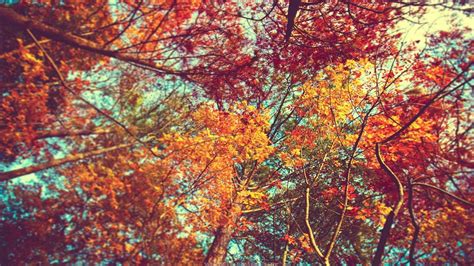 Maple Tree Trees Leaves Colorful Branch Hd Wallpaper Wallpaper Flare