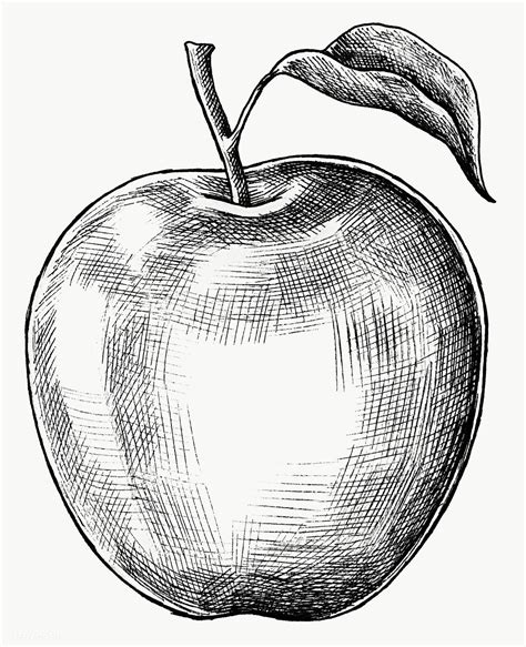 Fruit Sketch Drawing Sketch Drawing Idea