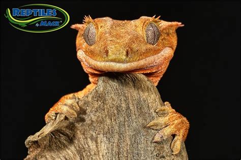 Crested Gecko Care Sheet Reptiles By Mack