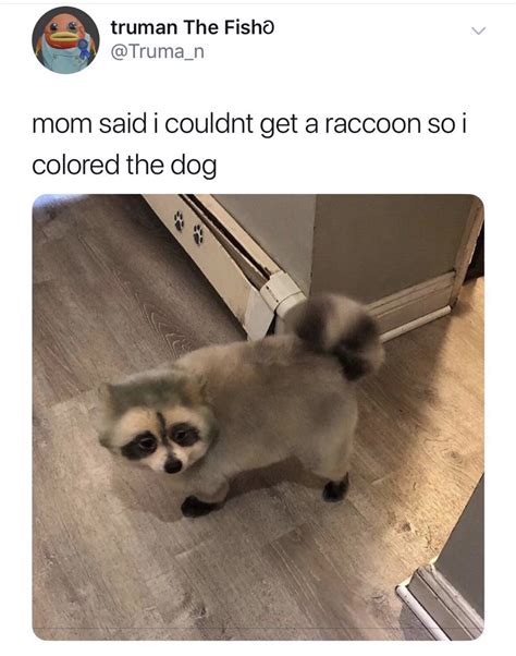 21 Raccoon Memes That Will Steal Your Weekend Gallery Ebaums World