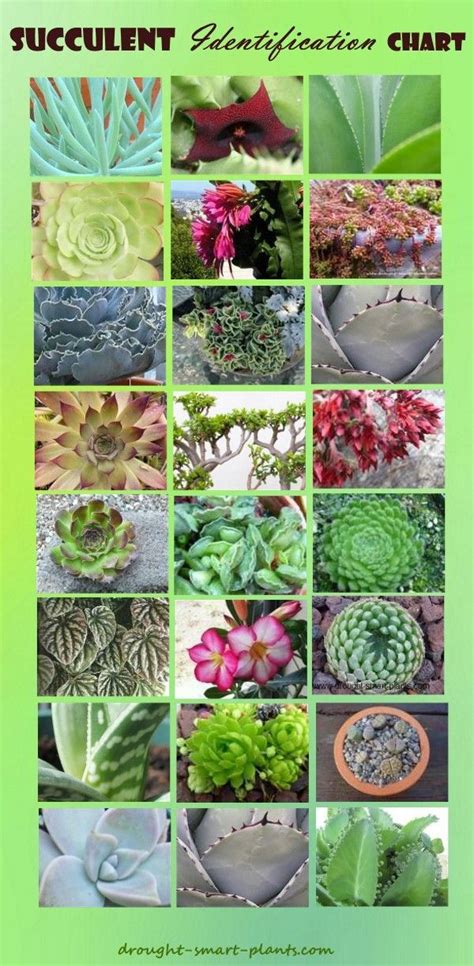 Find Your Succulent Here Succulent Identification Chart Succulent