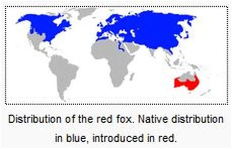 About Red Fox