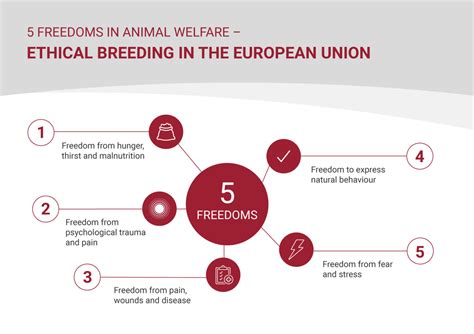 5 Freedoms In Animal Welfare Ethical Breeding In The European Union