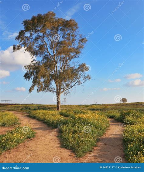 The Dirt Road Forks Around A Lone Tree Stock Image Image Of Road