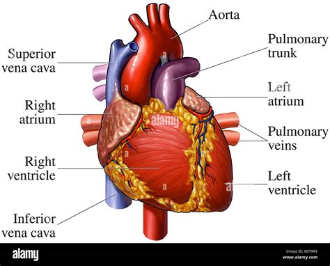 Anterior Front View Of The Heart Stock Photo 7710712 Alamy