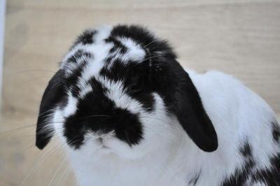 Stay updated about black and white rabbits for sale. Holland Lop Rabbit Sold - 9 Years 7 Months, Holland Lop ...