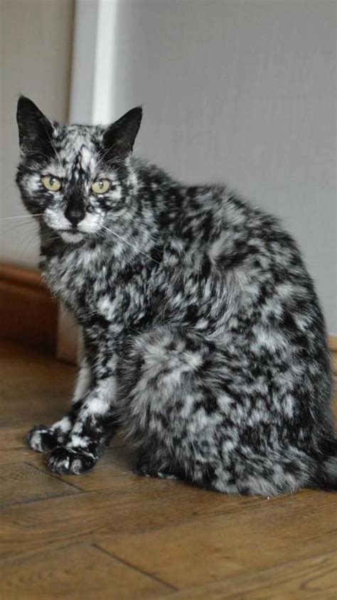 75 Cats With The Most Unusual Fur Markings Ever Beaux Chats Chat Fou