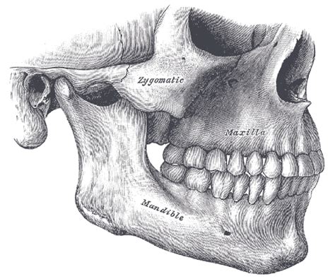 Human Teeth Diagram Side View