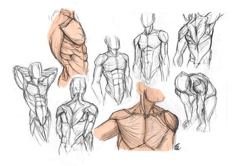 Anatomy Male Torso By Kiilkannibble Deviantart On Deviantart
