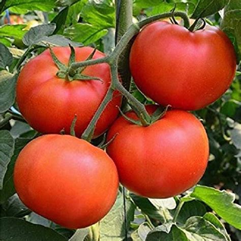 Tomato Beefsteak Organic Seeds Gardeneazy