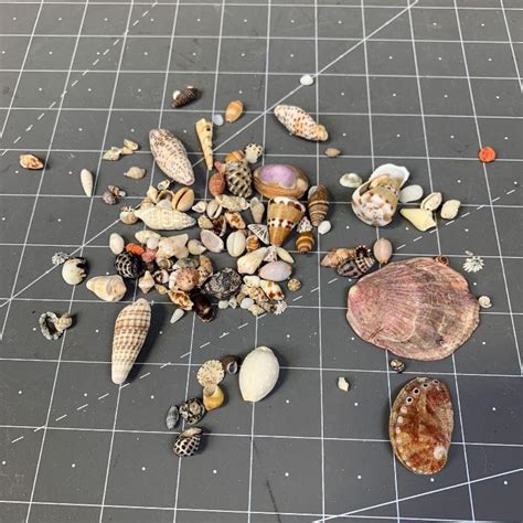 105 Mini Seashells