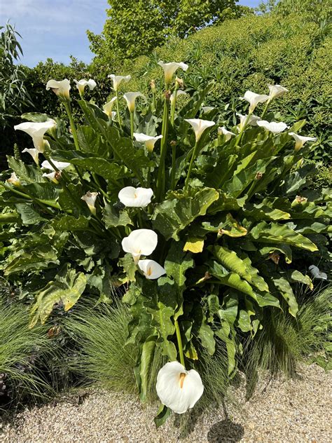 Zantedeschia ‘hercules Pan Global Plants