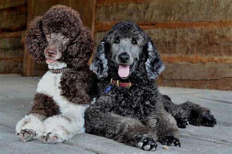 Poodle Information And Dog Breed Facts Pets Feed