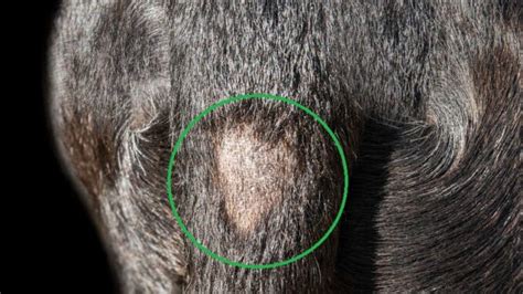 Dogs Hair Loss Patch Bald Spot What Is It Vet Advice