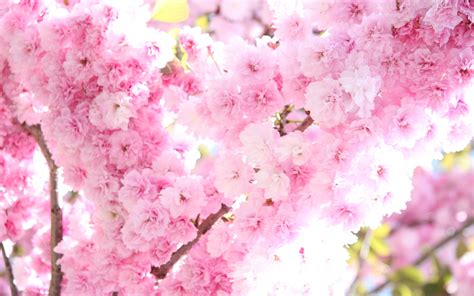 Wallpaper Landscape Food Nature Branch Cherry Blossom Pink